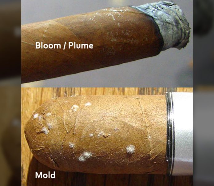 Cigar and Tobacco Facts – Mold versus Plume