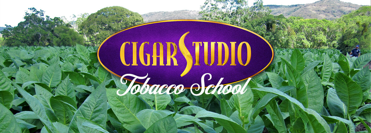 Cigar Studio Tobacco School