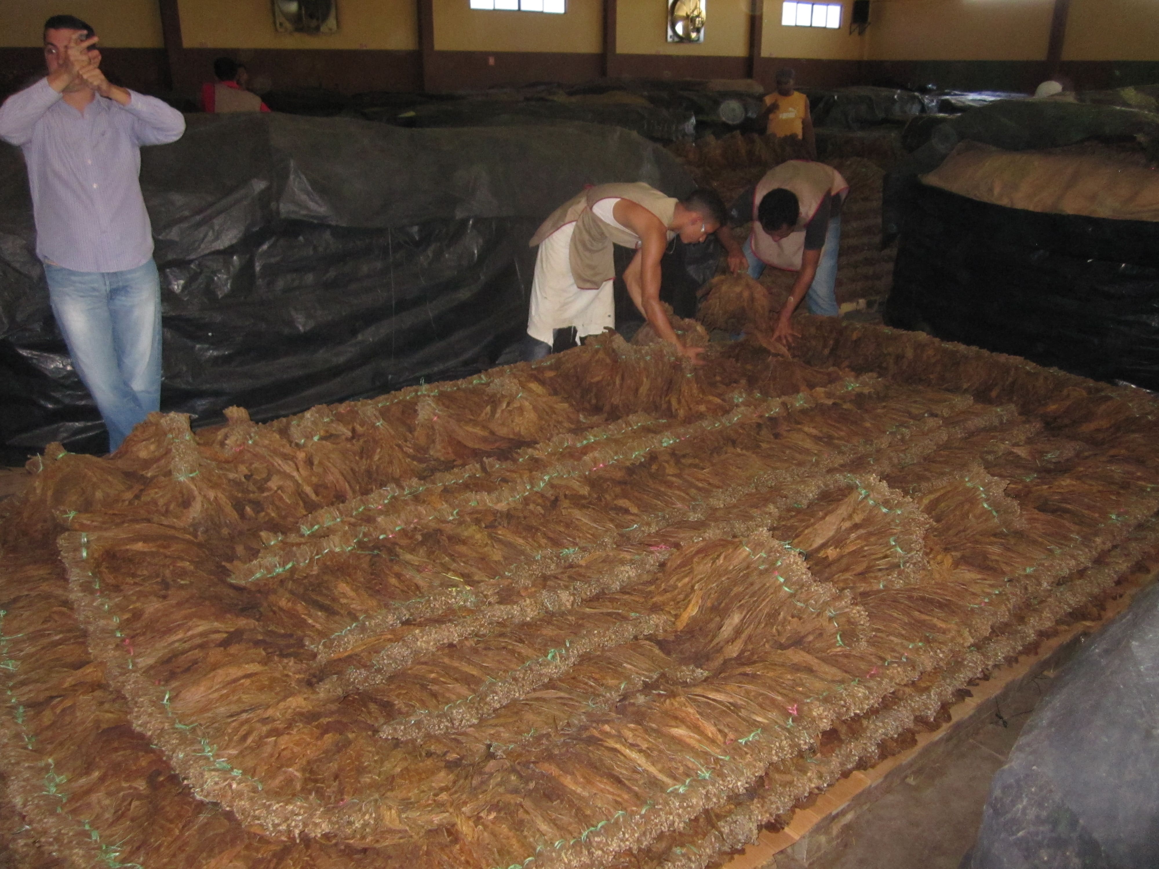 Aging, Curing and Fermenting Cigar Tobacco