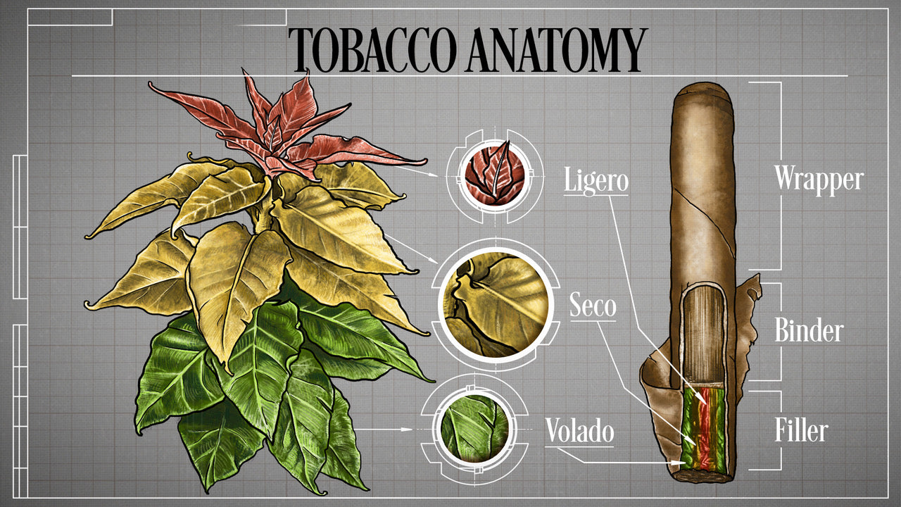 Cigar Studio Tobacco School -Part 3 (b)